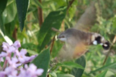 <i>Macroglossum stellatarum</i>