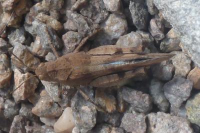 <i>Oedipoda caerulescens</i>