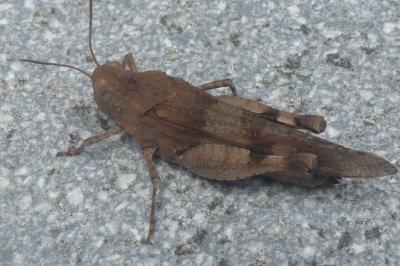 <i>Oedipoda caerulescens</i>