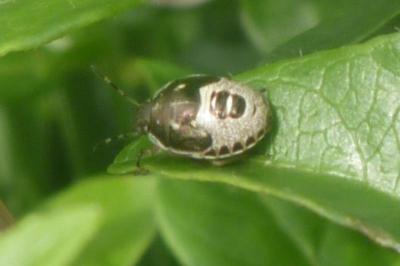 <i>Holcostethus sphacelatus</i>