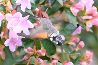 <i>Macroglossum stellatarum</i>