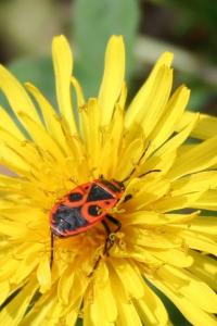 <i>Pyrrhocoris apterus</i>