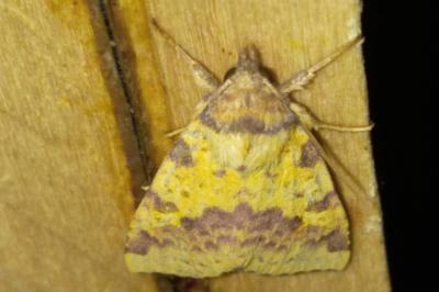 <i>Xanthia togata</i>