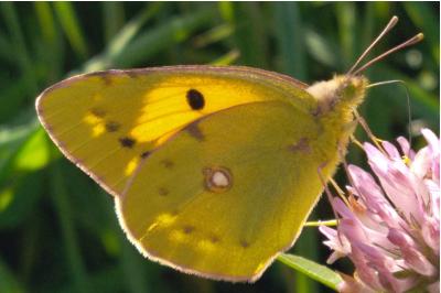 <i>Colias crocea</i>