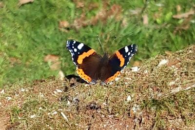 <i>Vanessa atalanta</i>