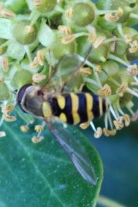 <i>Syrphus ribesii</i>