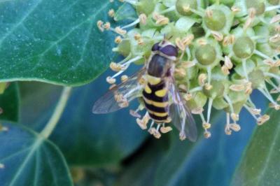<i>Syrphus ribesii</i>