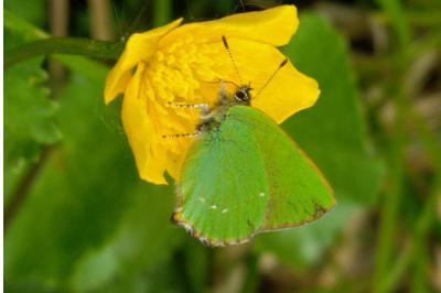 <i>Callophrys rubi</i>