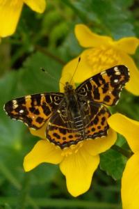 <i>Araschnia levana</i>