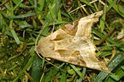 <i>Phlogophora meticulosa</i>