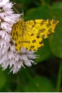 <i>Pseudopanthera macularia</i>