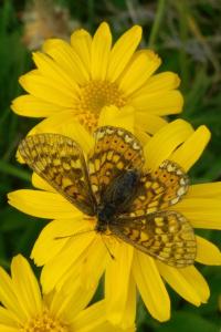 <i>Euphydryas aurinia</i>