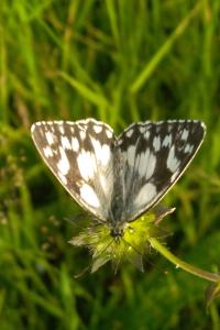 <i>Melanargia galathea</i>