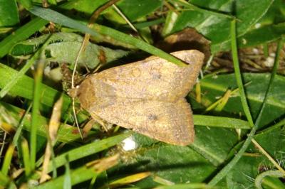 <i>Conistra vaccinii</i>