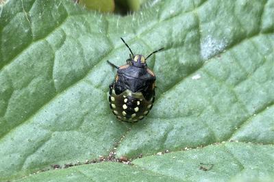 <i>Nezara viridula</i>