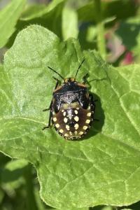<i>Nezara viridula</i>