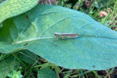 <i>Mecostethus parapleurus</i>
