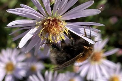 <i>Bombus hypnorum</i>