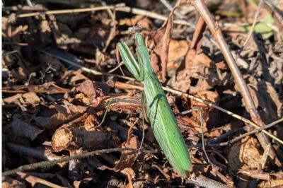 <i>Mantis religiosa</i>