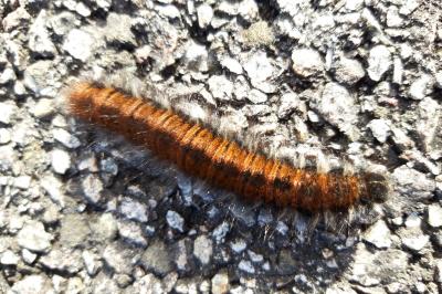 <i>Macrothylacia rubi</i>