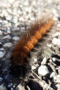 <i>Macrothylacia rubi</i>