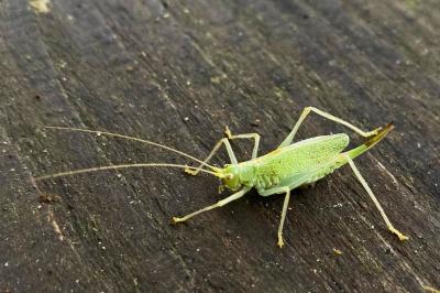 <i>Meconema thalassinum</i>