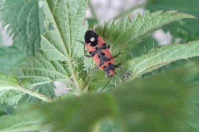 <i>Lygaeus equestris</i>