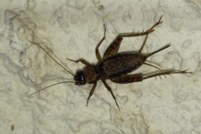 <i>Nemobius sylvestris</i>