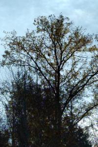 <i>Vespa velutina</i>