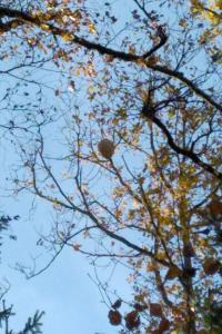 <i>Vespa velutina</i>