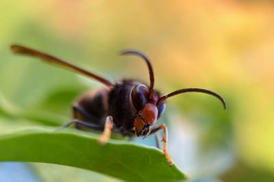 <i>Vespa velutina nigrithorax</i>