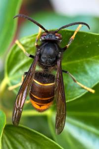 <i>Vespa velutina nigrithorax</i>