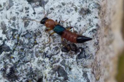 <i>Paederus littoralis</i>