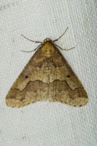 <i>Erannis defoliaria</i>