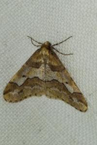 <i>Erannis defoliaria</i>