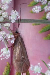 <i>Chaetopteryx villosa</i>