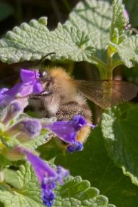 <i>Bombus pascuorum</i>