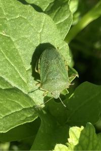 <i>Nezara viridula</i>