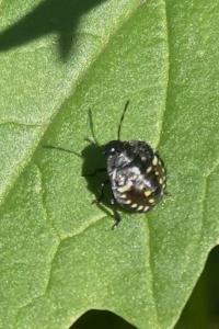 <i>Nezara viridula</i>