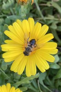 <i>Eristalis</i>
