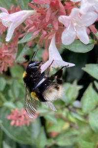<i>Bombus</i>