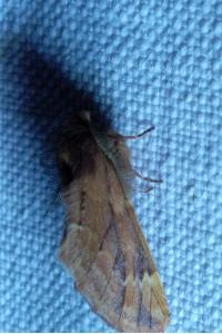 <i>Ptilophora plumigera</i>