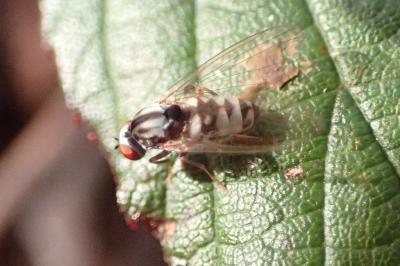 <i>Polyporivora picta</i>