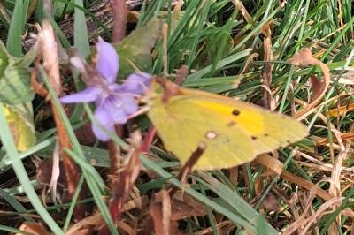 <i>Colias crocea</i>