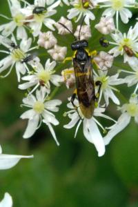 <i>Macrophya montana</i>
