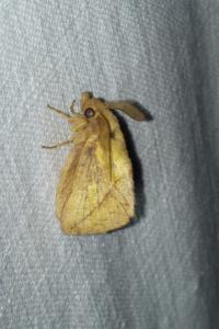 <i>Euthrix potatoria</i>