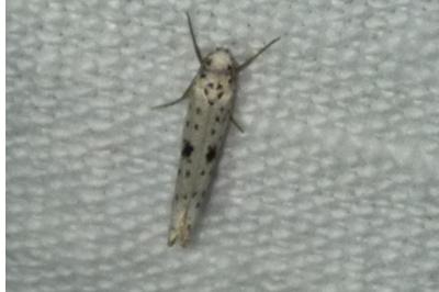 <i>Yponomeuta plumbella</i>