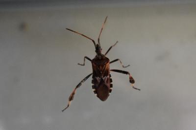 <i>Leptoglossus occidentalis</i>
