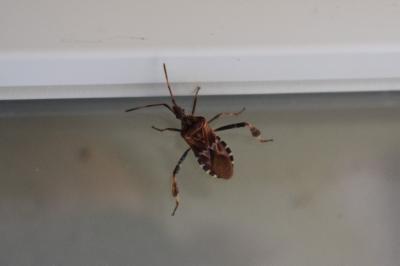 <i>Leptoglossus occidentalis</i>
