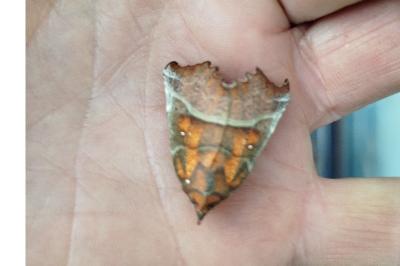 <i>Scoliopteryx libatrix</i>